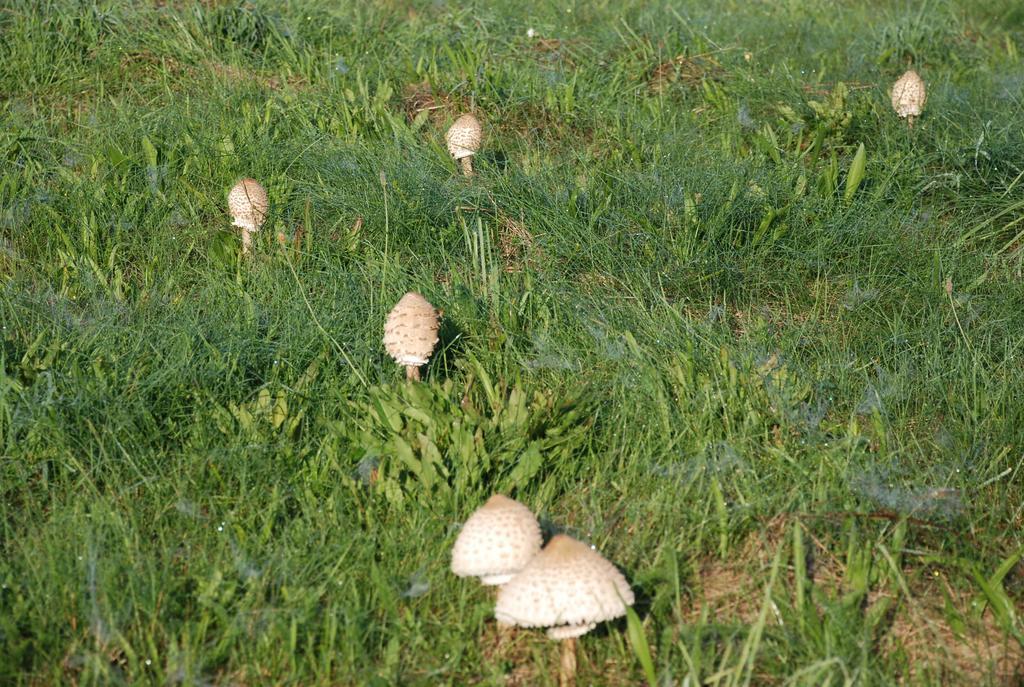 Swaderki Natura Apartamenty מראה חיצוני תמונה